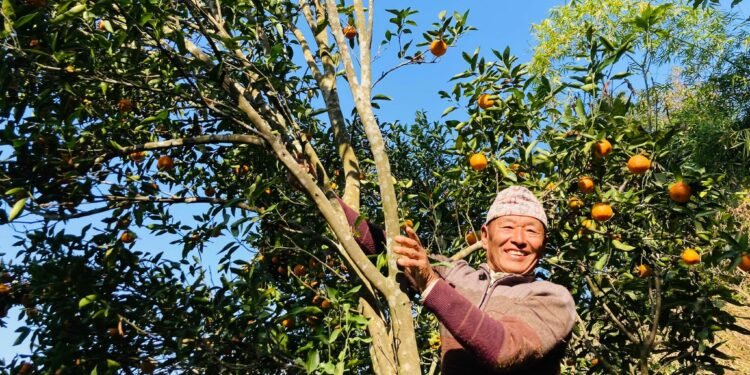 पूर्वप्रदेशसभा सदस्यको सुन्तला खेती