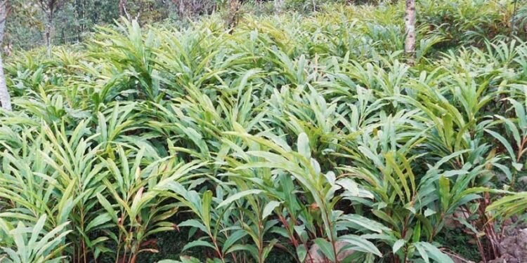 अलैँचीमा रहेका समस्या समाधानमा महासङ्घको प्रयास