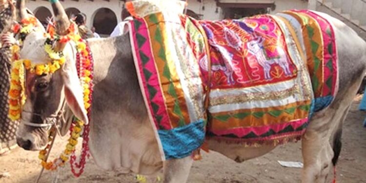 मिथिलाञ्चलमा आज हलो र गोरुको पूजा गरिँदै