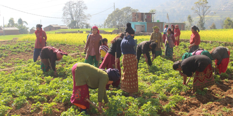 बारामा एक लाख २१ हजार मेट्रिक टन आलु उत्पादन
