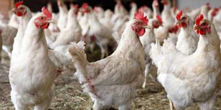 ‘वर्डफ्लु’ पीडित किसानले अझै राहत पाएनन्