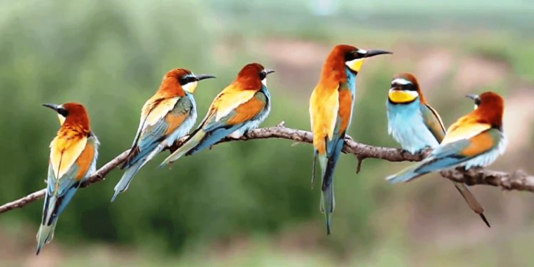 आजदेखि नेपालमा चरा गणना सुरु