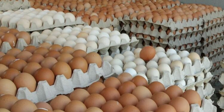 दैनिक १५ हजार अण्डा उत्पादन, व्यापारी फार्ममै