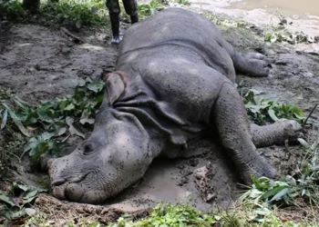 चितवन राष्ट्रिय निकुञ्जमा चालु आर्थिक वर्षमा १० गैँडा मरे