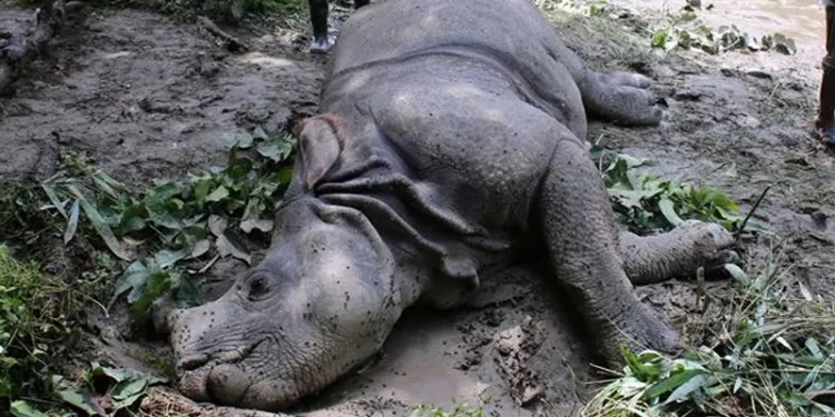 चितवन राष्ट्रिय निकुञ्जमा चालु आर्थिक वर्षमा १० गैँडा मरे