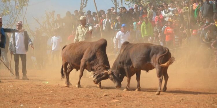माघे सङ्क्रान्तिमा बन्दीपुरमा पनि गोरु जुधाइने