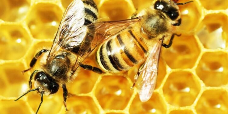 अमेरिकामा मौरीका लागि विश्वको पहिलो खोप प्रयोग गर्न अनुमति