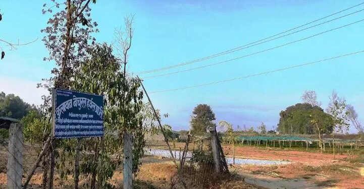 झापामा फस्टाउँदै जडीबुटी खेती