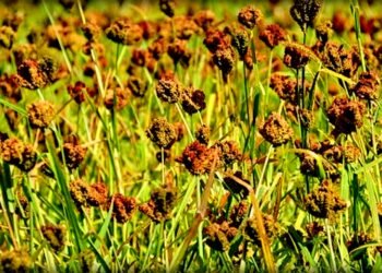 उदयपुरको पहाडी क्षेत्रमा कोदो उत्पादन घट्दै