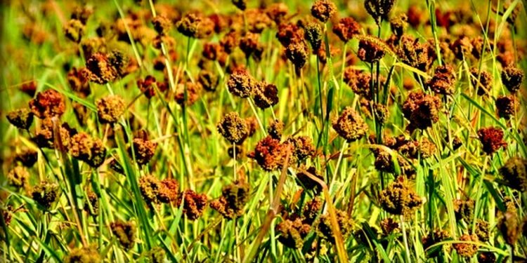 उदयपुरको पहाडी क्षेत्रमा कोदो उत्पादन घट्दै