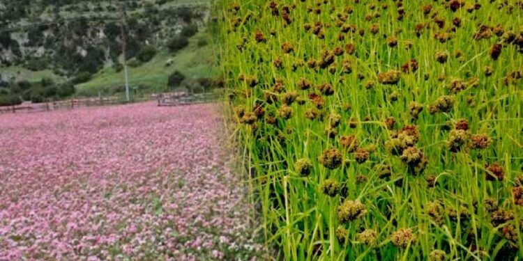 कोदो र फापरको न्यूनतम मूल्य तोकियो
