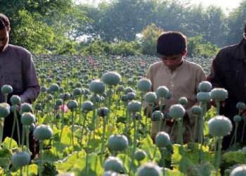 अफगानिस्तानमा लागूऔषधको समस्या विकराल बन्दै