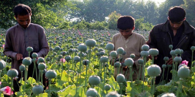 अफगानिस्तानमा लागूऔषधको समस्या विकराल बन्दै