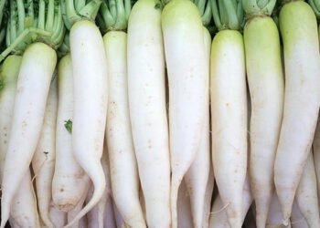 मुला एक फाइदा अनेक, पाइल्सको अचुक औषधी