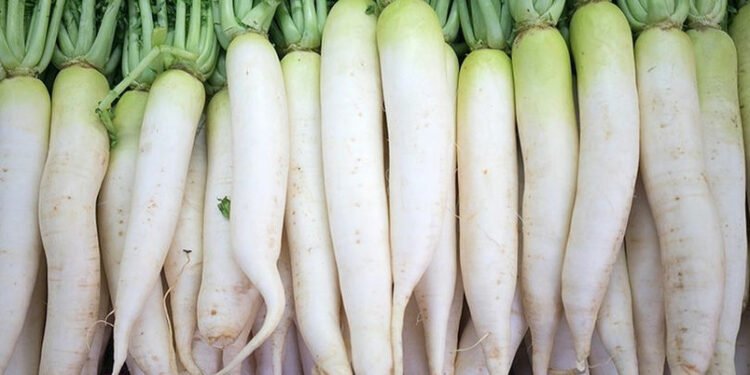 मुला एक फाइदा अनेक, पाइल्सको अचुक औषधी