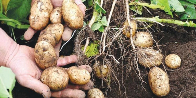 बारामा यस वर्ष १ लाख २१ हजार मेट्रिक टन आलु उत्पादन