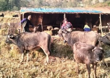 प्रेमबहादुरको सङ्घर्षः ‘छ दशकदेखि घुम्तीगोठमा गाईभैँसी पालन’