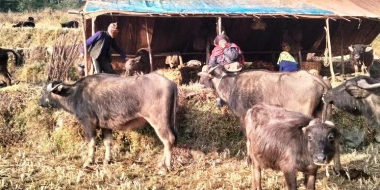 प्रेमबहादुरको सङ्घर्षः ‘छ दशकदेखि घुम्तीगोठमा गाईभैँसी पालन’