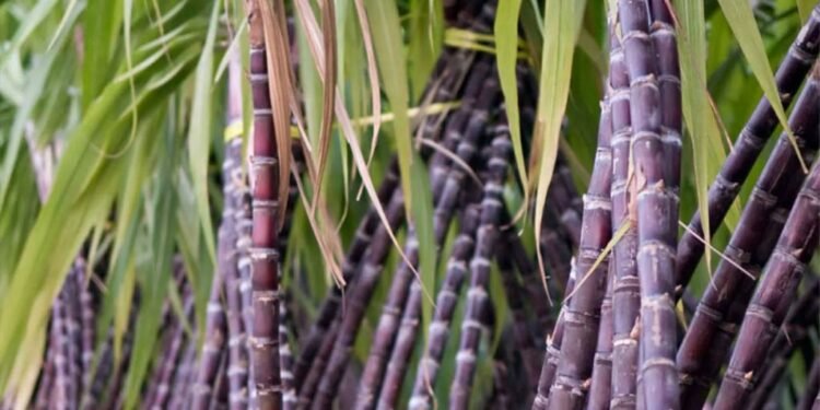 उखुको न्यूनतम खरिद मूल्य तोकियो