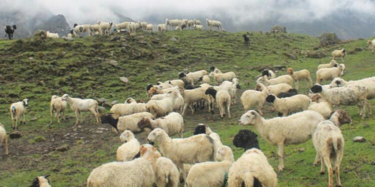 भोजपुरमा व्यावसायकि भेडापालनबाट मनग्य आम्दानी