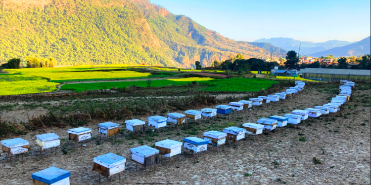 ललितपुरबाट मौरी चराउन बागलुङ !