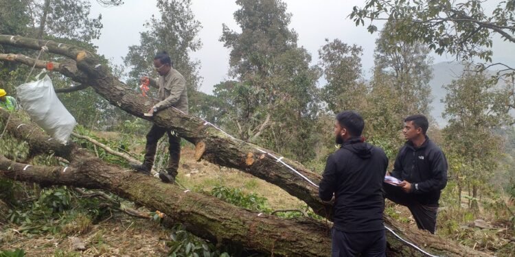 परीक्षणको लागि साठी वर्ष पुरानो रुख काटियो