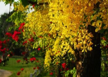 हेल्थ टिप्सः औषधीय महत्व बोकेको राजवृक्ष