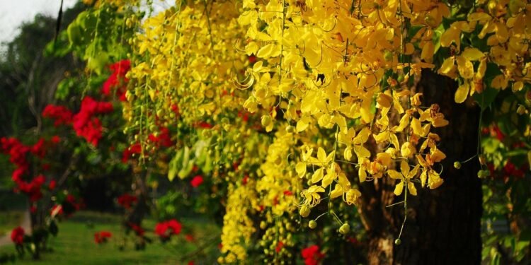 हेल्थ टिप्सः औषधीय महत्व बोकेको राजवृक्ष