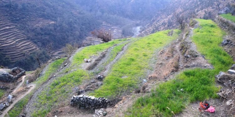 हिमपात र वर्षा नहुँदा हिउँदेबाली सुक्न थाले