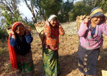 प्रशोधन केन्द्र खुलेपछि निस्दीका कृषक अदुवा खेतीमा आकर्षित