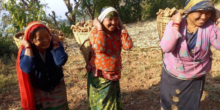 प्रशोधन केन्द्र खुलेपछि निस्दीका कृषक अदुवा खेतीमा आकर्षित