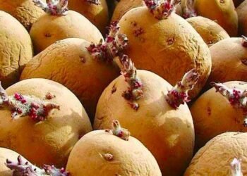 यस्ता छन् टुसा उम्रिएको र हरियो आलु खानुका बेफाइदा