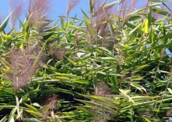 अम्रिसोको मूल्य बढ्दा किसान उत्साही