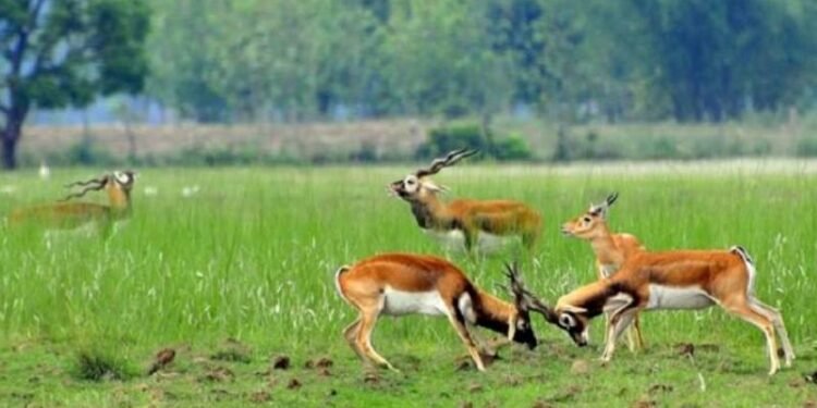 वन्यजन्तु बढेपछि किसान हैरान