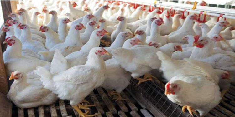 काठमाडौं उपत्यकाका तीन ठाउँमा फेला पर्यो बर्डफ्लू