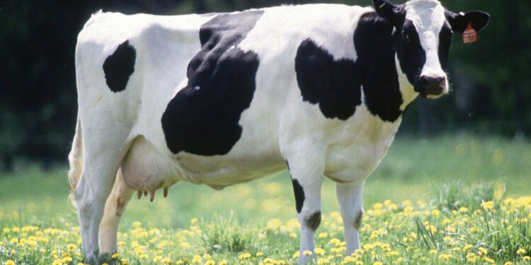 सोलुखुम्बुबाट गाई काट्दै गर्दा चारजना पक्राउ