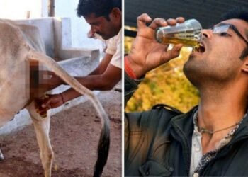 हेल्थ टिप्सः धार्मिक तथा औषधीय महत्व बोकेको गहुँत (गोमुत्र)