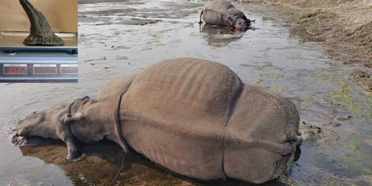 गैँडाको चोरी शिकारी बढेपछि अध्ययन गर्न टोली