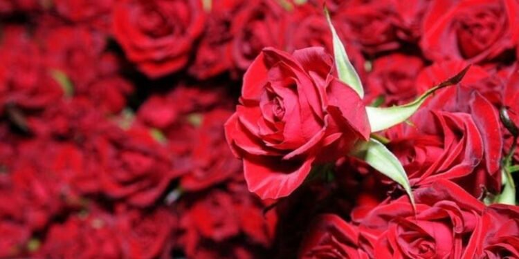 भ्यालेन्टाइन्स डेको मुखमा गुलाफको आयातमा कडाइ