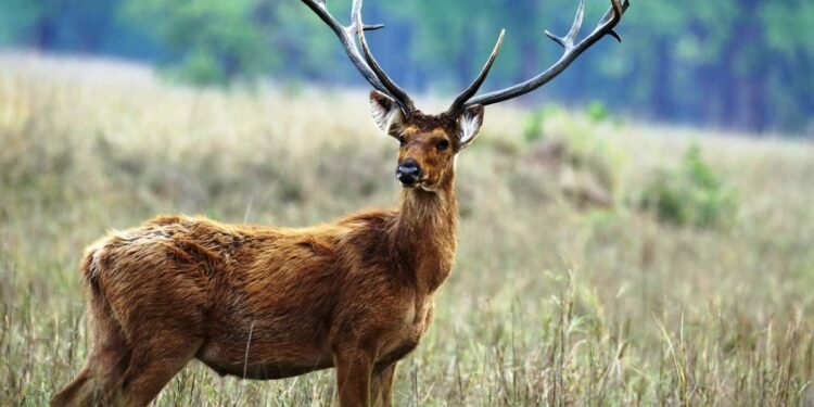 जरायो चोरी–सिकारी प्रकरणमा प्रदेश सांसदसहित ४९ जना कसुरदार