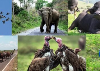 तराईका जिव जन्तु पहाड चढ्नु खतराको घण्टी