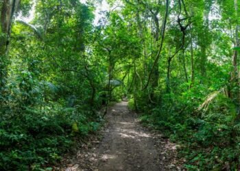 धमाधम जंगल बाँड्दै सरकार
