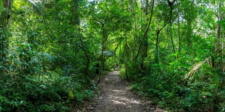 धमाधम जंगल बाँड्दै सरकार