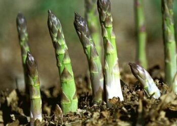 यस्ता छन् कुरिलोका फाइदाहरु !