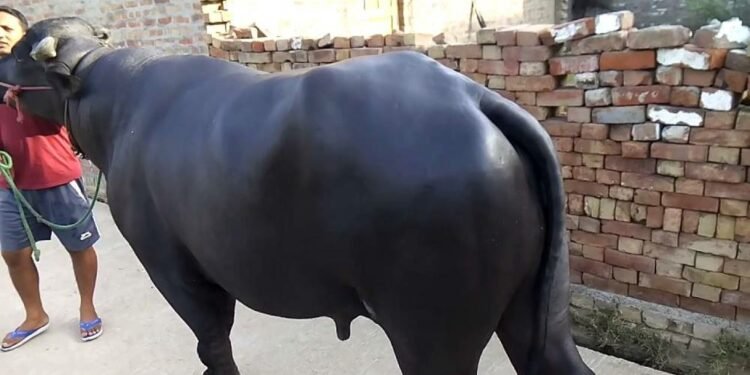 गुल्मीमा राँगाको तथ्याङ्क सङ्कलन गरिँदै