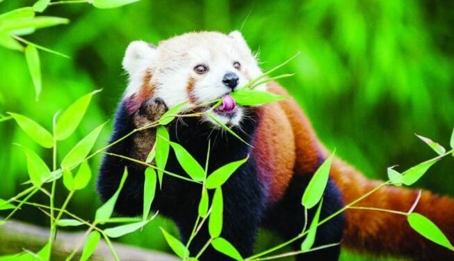 खोटाङका दुई स्थानीय तहमा ‘रेडपाण्डा’ संरक्षण कार्यक्रम