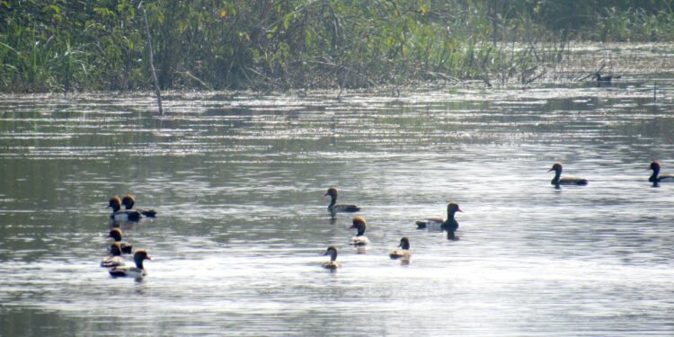 सिमसार क्षेत्रमा थपिँदै चुनौती