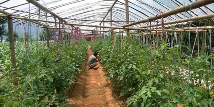 तुलसीपुरमा सामूहिक खेती फस्टाउँदै