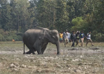आसाममा घाइते जंगली हात्तीलाई स्थानीयले गरे हेरचाह
