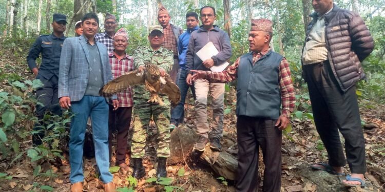 उद्धार गरिएको हुचिल वनमा छोडियो